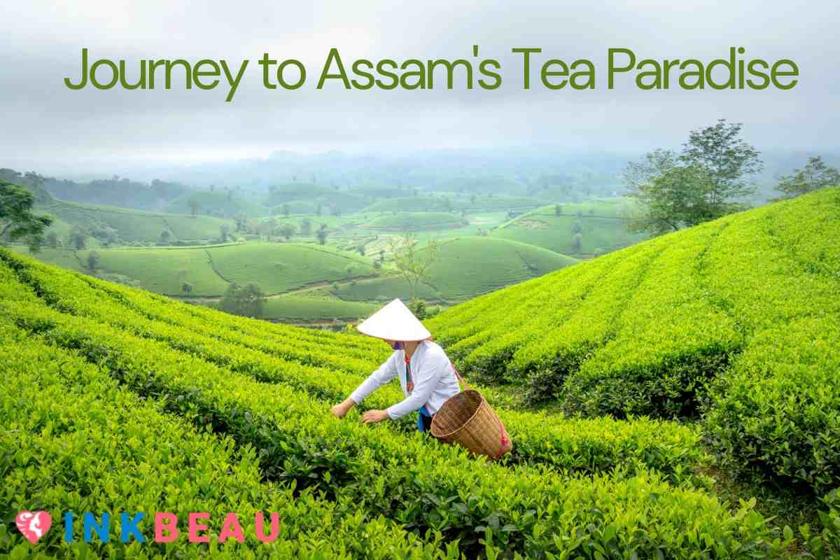 journey to assam's tea paradise 