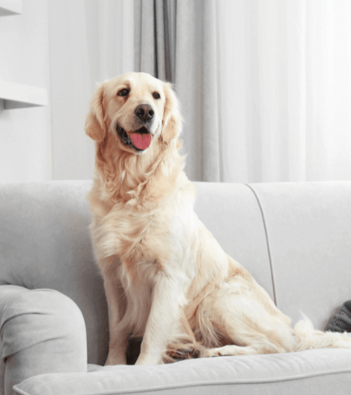 Choosing the Best Dog Food for Your Diabetic Dog