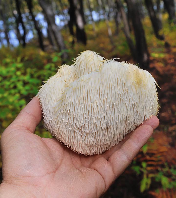 Can Lion’s Mane Mushroom Improve Your Mental Focus?